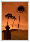 Curragh Cemetery ( Photographer Sean Dunne )