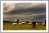 Curragh Cemetery ( Photographer Sean Dunne )