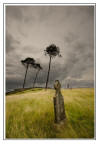 Curragh Cemetery ( Photographer Sean Dunne )