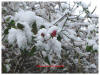 A Brave Rose in December, Curragh Camp 2009 (Joey Kelly)