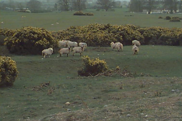 Sheep Grazing on the Plains